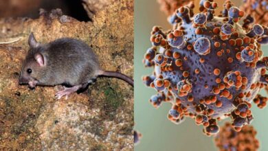 Hantavirus