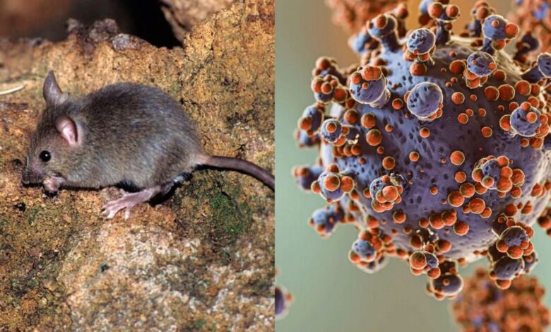 Hantavirus