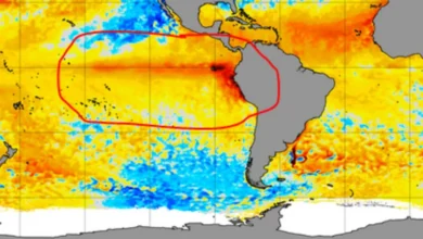 El niño