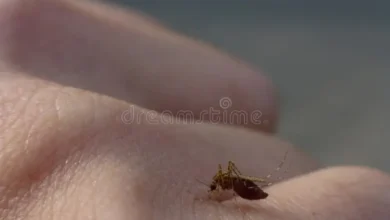 mosquito