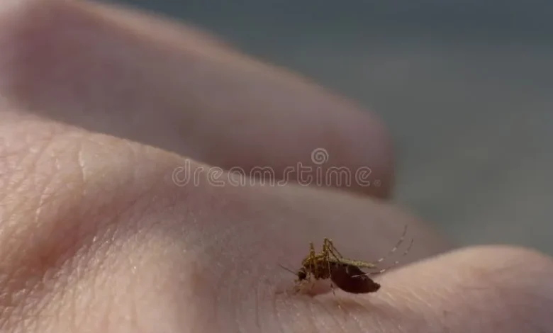 mosquito