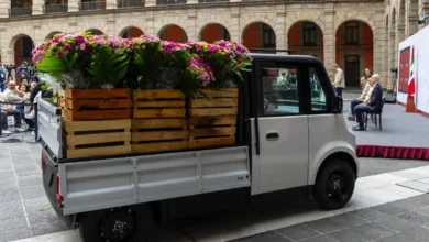 Olinia